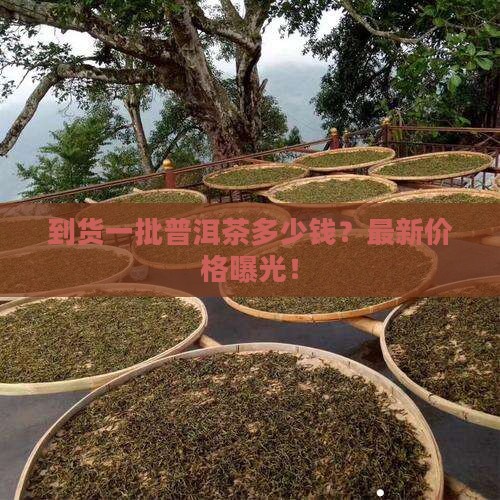 到货一批普洱茶多少钱