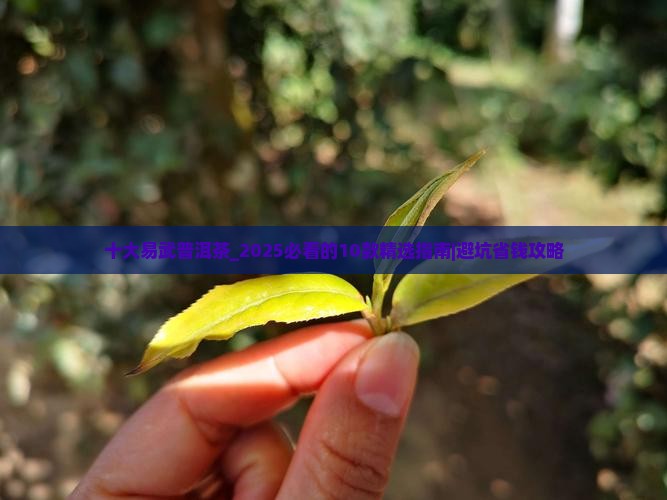 十大易武普洱茶