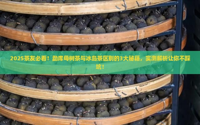 勐库母树茶与冰岛茶区别
