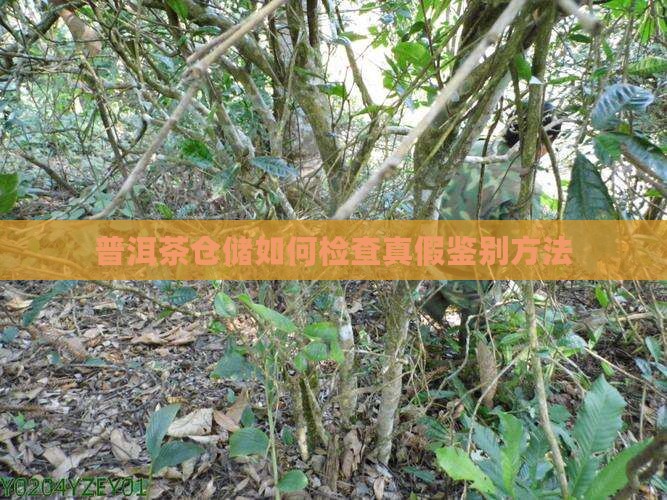 普洱茶仓储如何检查真假