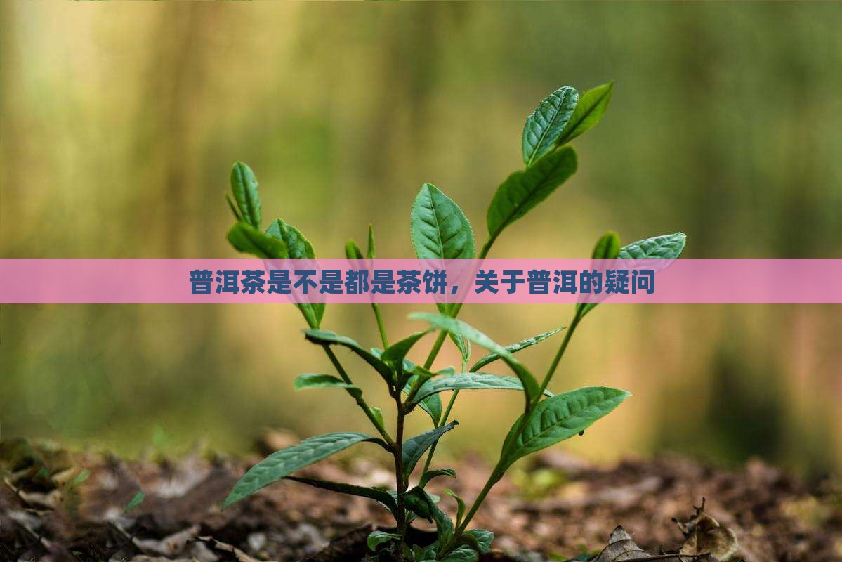 普洱茶是不是都是茶饼