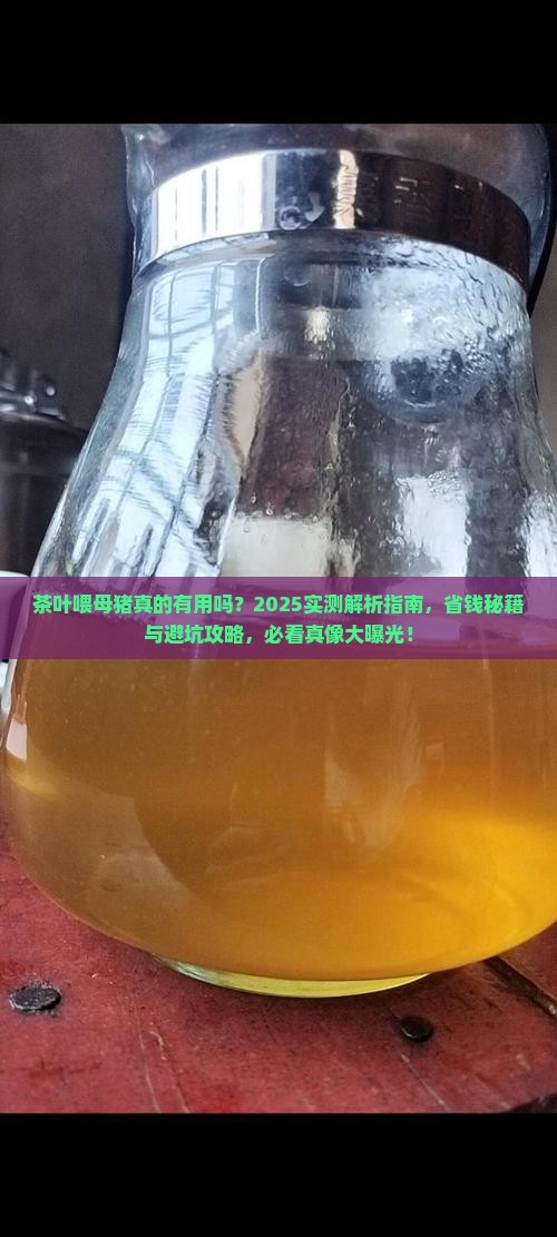 茶叶喂猪什么作用母猪