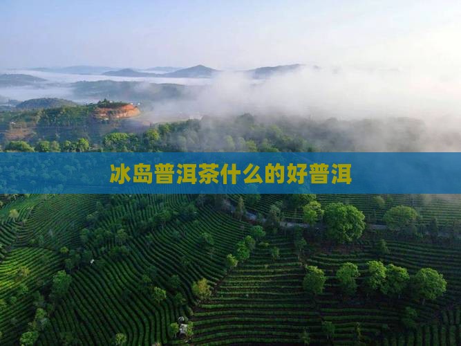 冰岛普洱茶什么的好