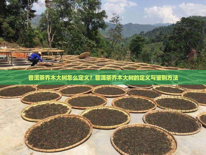 普洱茶乔木大树怎么定义