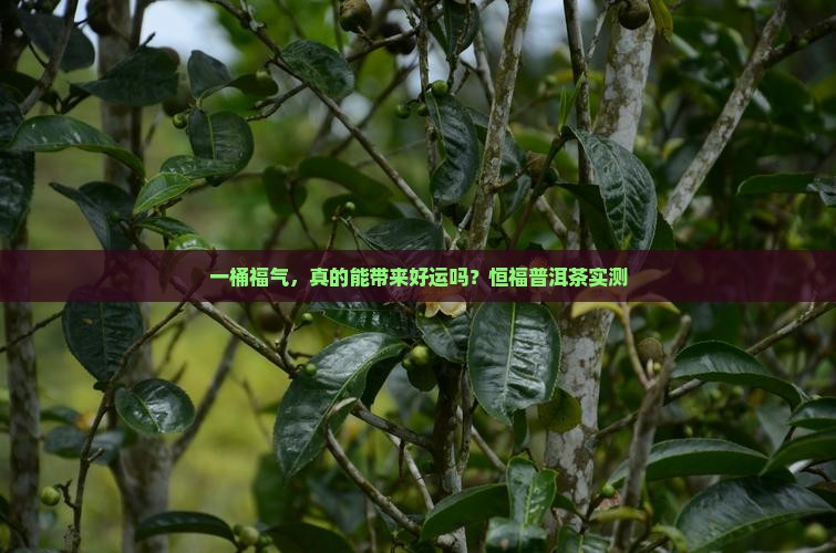 恒福普洱茶一桶福气