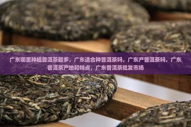 广东哪里种植普洱茶
