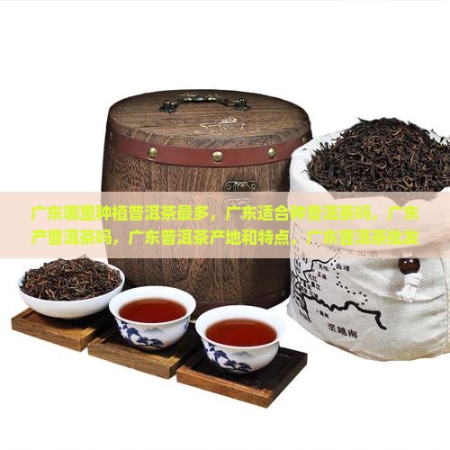 广东哪里种植普洱茶