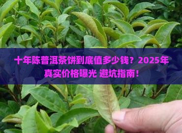 十年陈普洱茶饼的价格