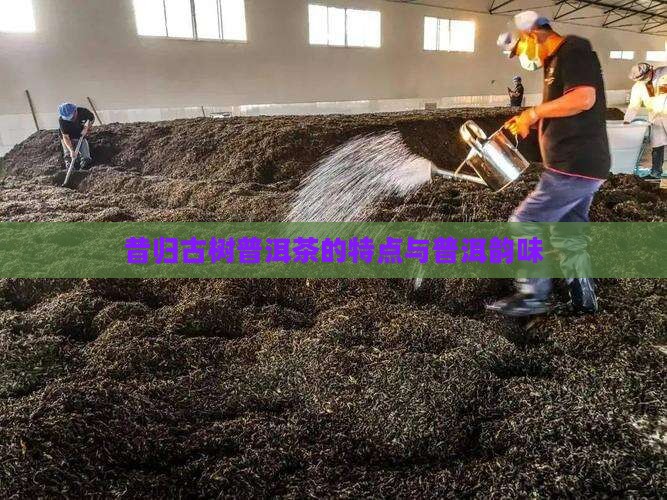 昔归纯料古树茶特点