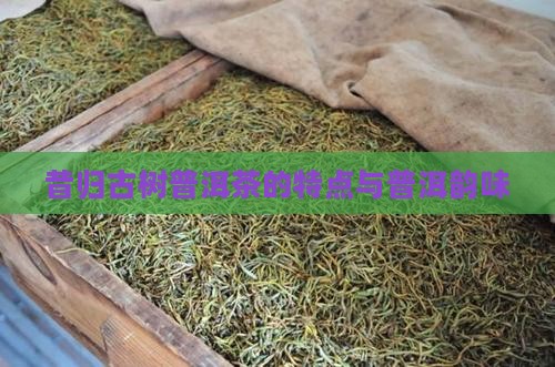 昔归纯料古树茶特点
