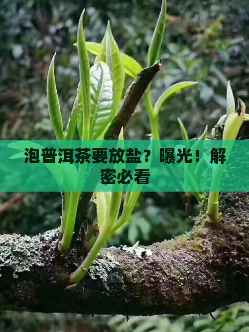 泡普洱茶需要放盐吗