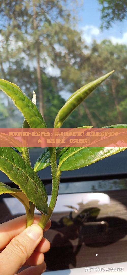 南京的茶叶批发市场