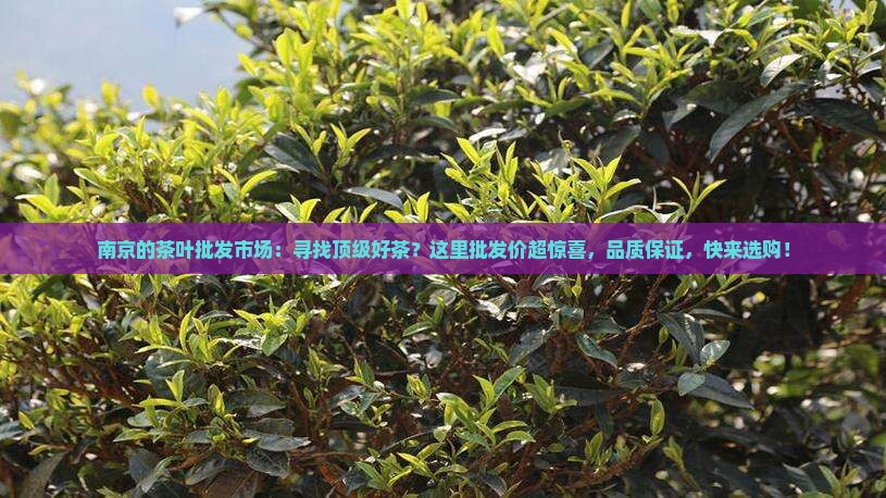 南京的茶叶批发市场