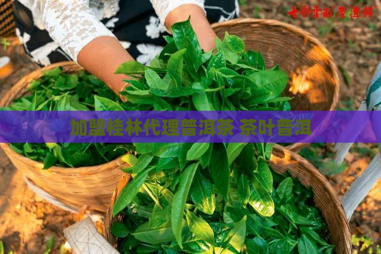桂林普洱茶加盟代理