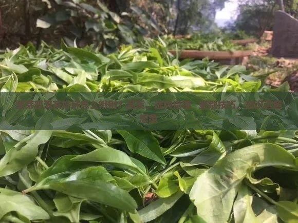 紫芽普洱茶好坏