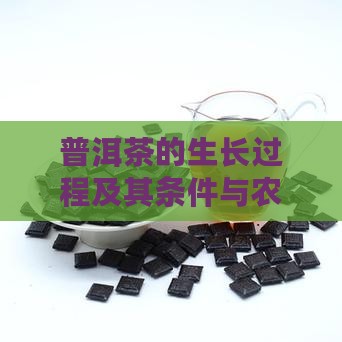 普洱茶的生长过程