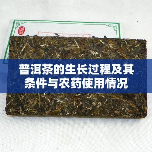 普洱茶的生长过程