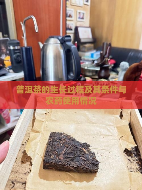 普洱茶的生长过程