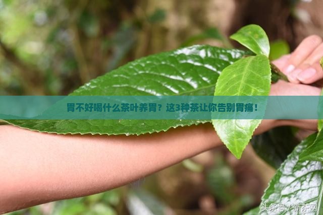 胃不好喝什么茶叶养胃