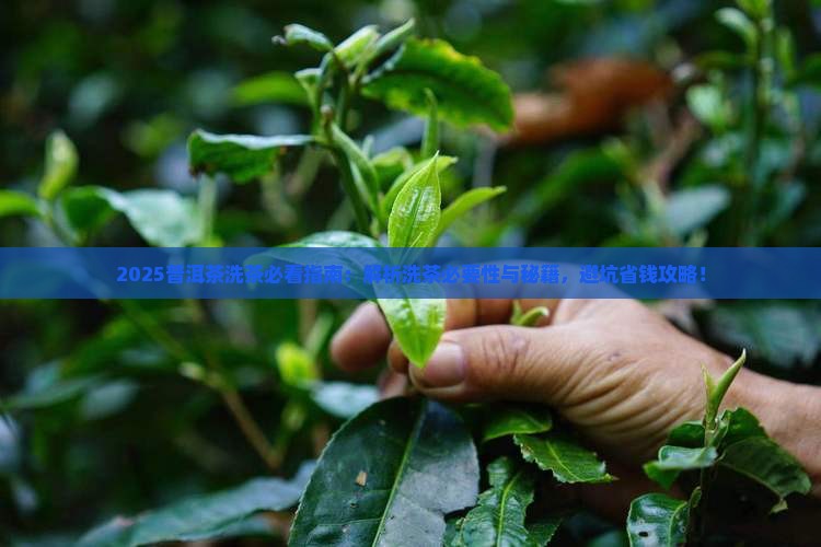 普洱茶叶是否需要洗茶