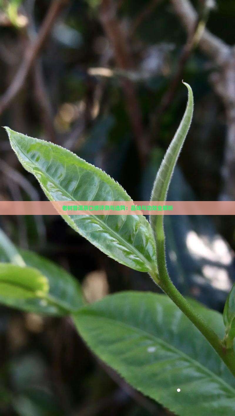 老树普洱茶口感评测与选购：品味与功效全解析