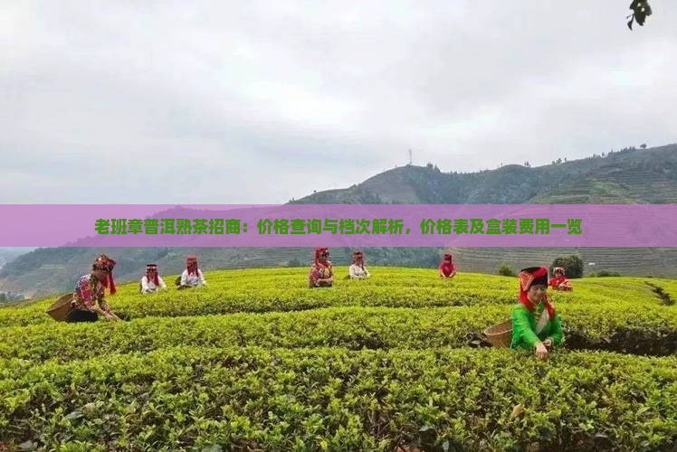 老班章普洱熟茶招商：价格查询与档次解析，价格表及盒装费用一览