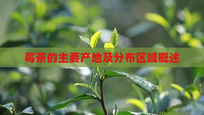 莓茶的主要产地及分布区域概述