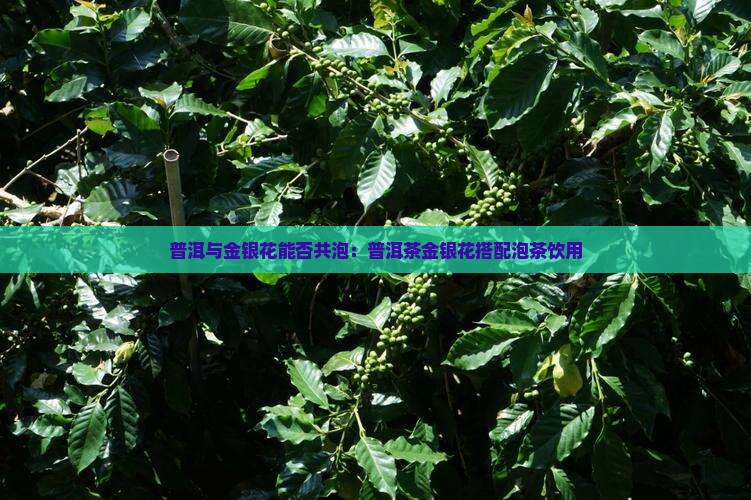 普洱与金银花能否共泡：普洱茶金银花搭配泡茶饮用