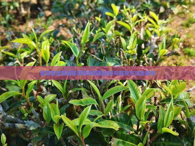 普洱茶饮用后尿液异味原因分析与解决方法全解析