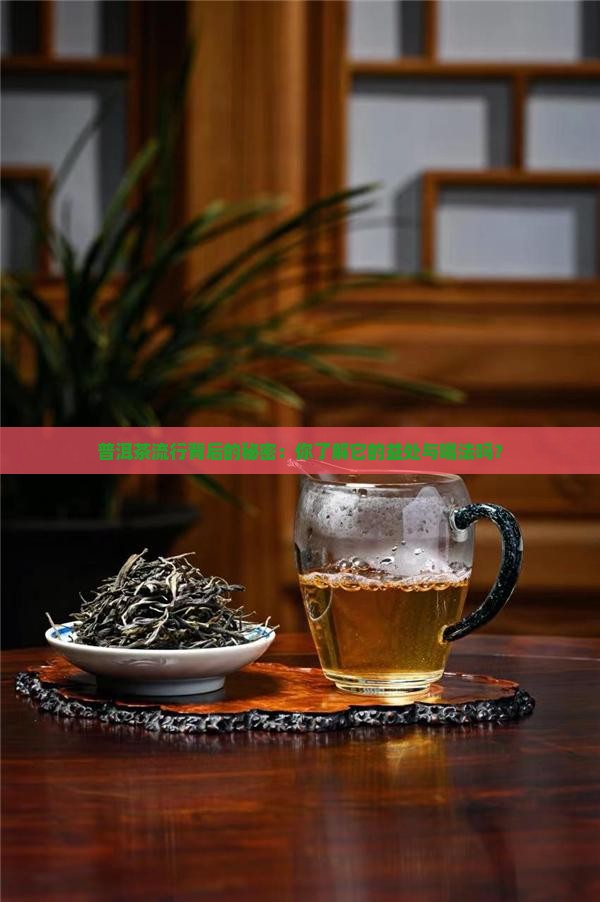 普洱茶流行背后的秘密：你了解它的益处与喝法吗？