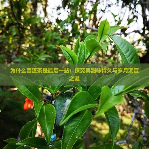 为什么普洱茶是最后一站：探究其甜味持久与岁月沉淀之谜