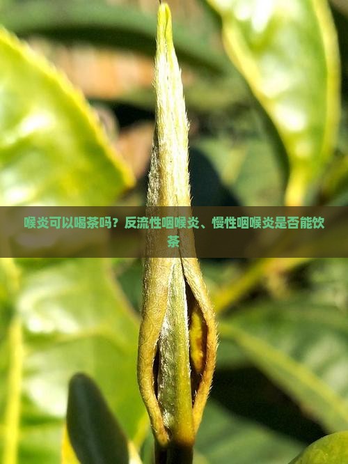 喉炎可以喝茶吗？反流性咽喉炎、慢性咽喉炎是否能饮茶