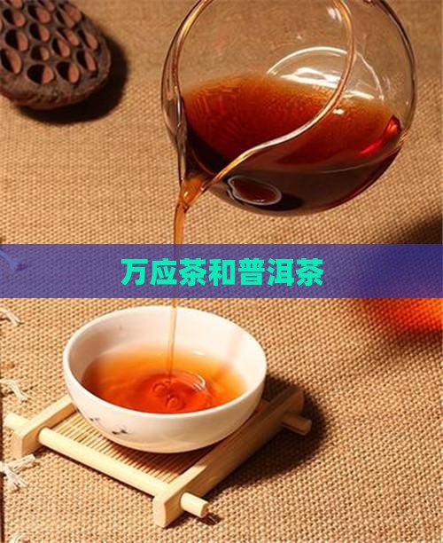 万应茶和普洱茶