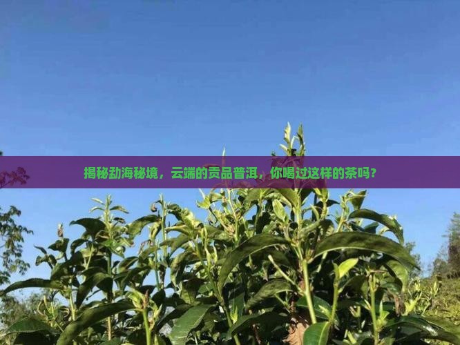 云贡勐海普洱茶