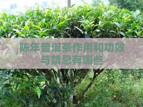 陈年普洱茶作用和功效与禁忌