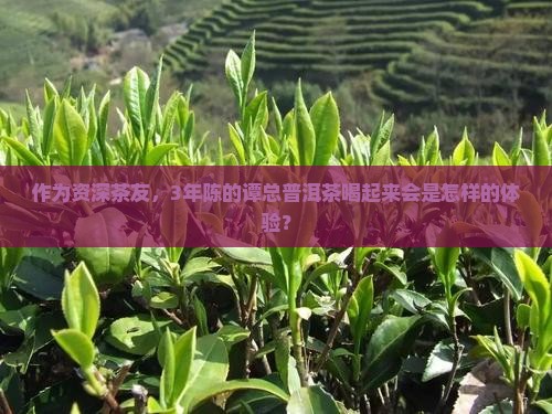 谭总普洱茶怎么样