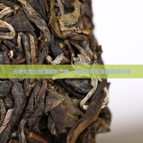 云南大雪山普洱茶在哪