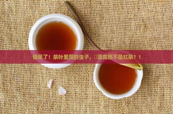 茶叶里的虫子潽洱是红茶吗