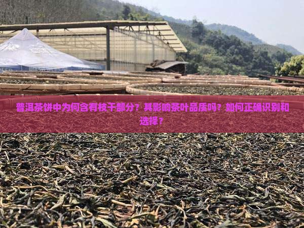 普洱茶饼有枝干