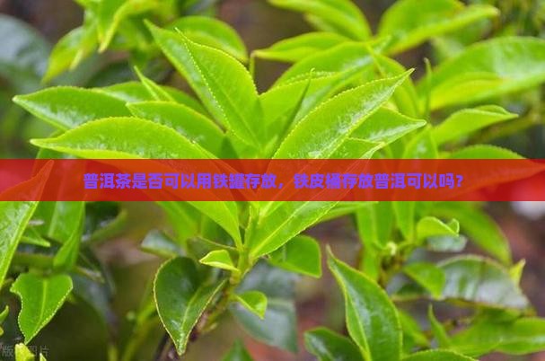 用铁皮桶存普洱茶可以吗