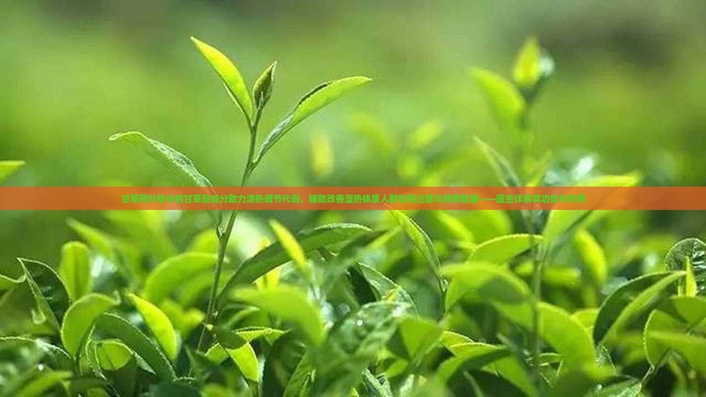 甘草荷叶茶的功效与作用