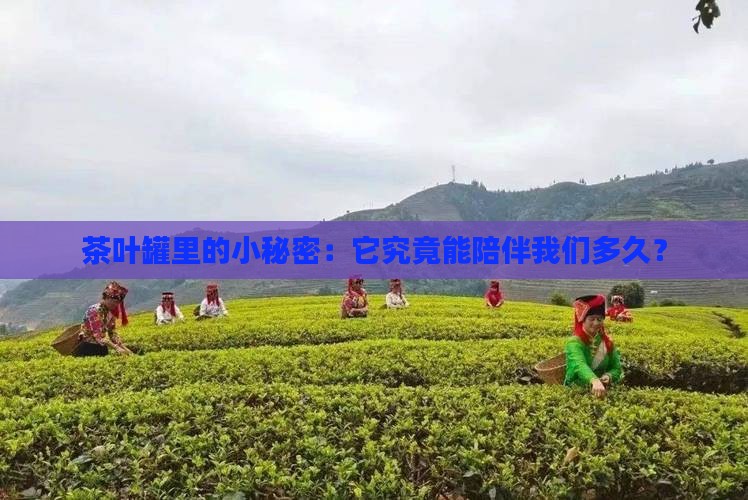 茶叶放在罐子里能保存多久