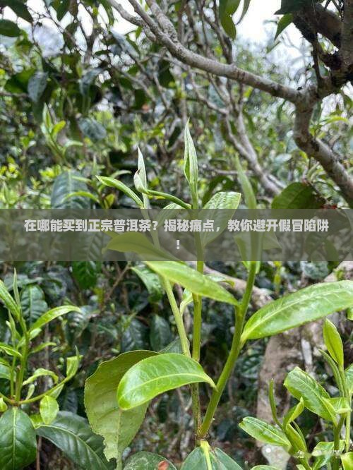 真普洱茶到哪买