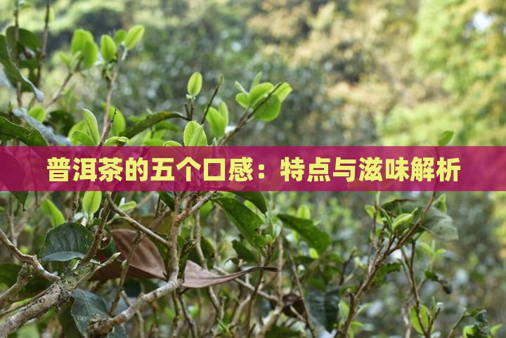 普洱茶的五个口感