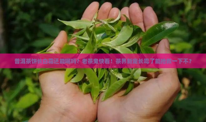 普洱茶饼长白霜还能喝吗