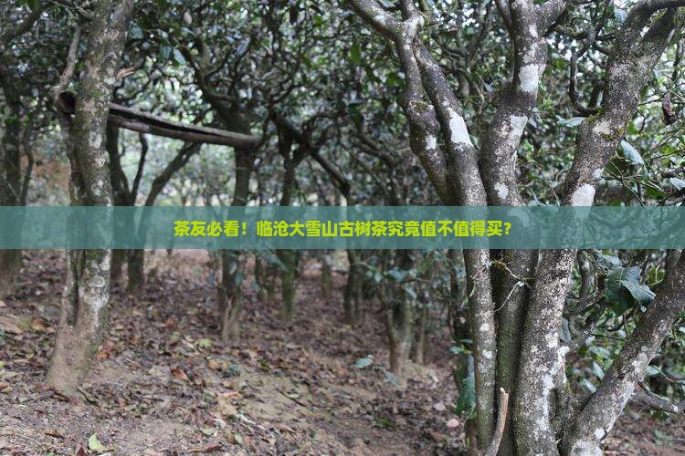 临沧大雪山古树茶