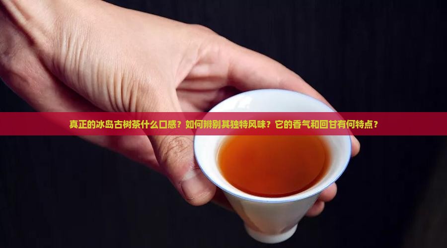 真正的冰岛古树茶什么口感