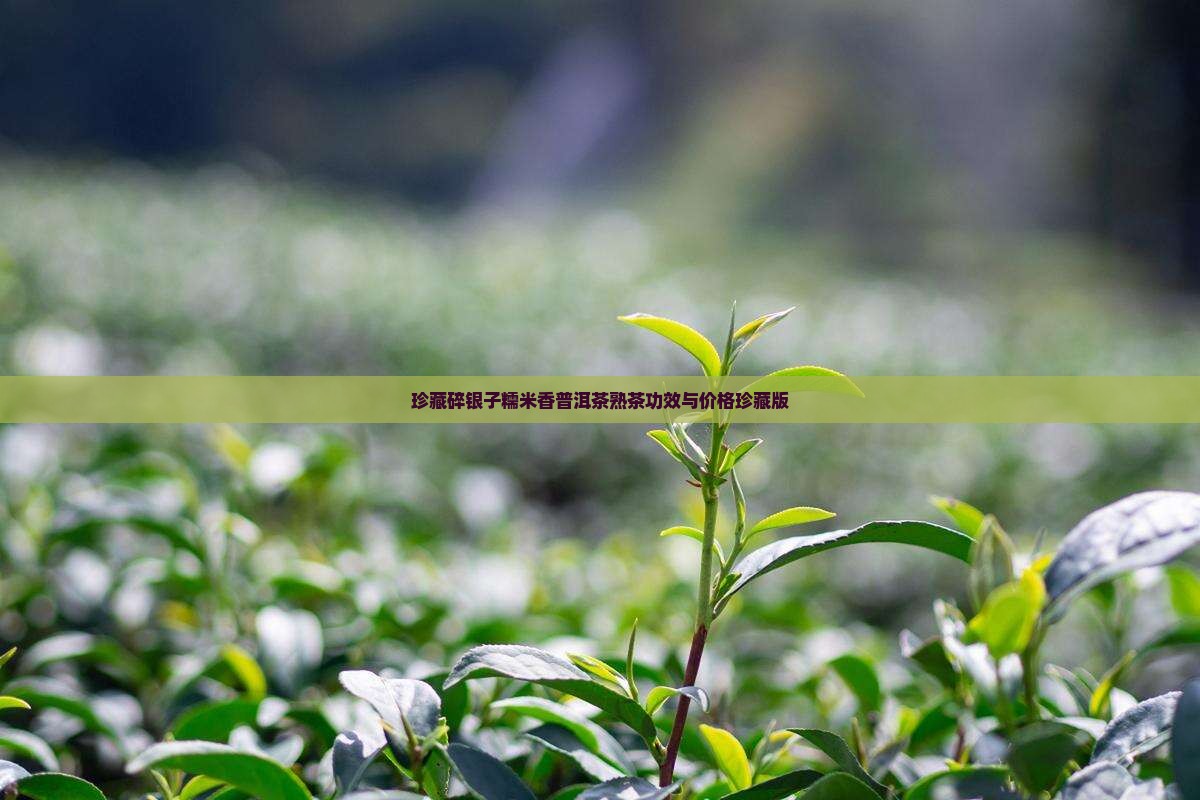 珍藏碎银子糯米香普洱茶
