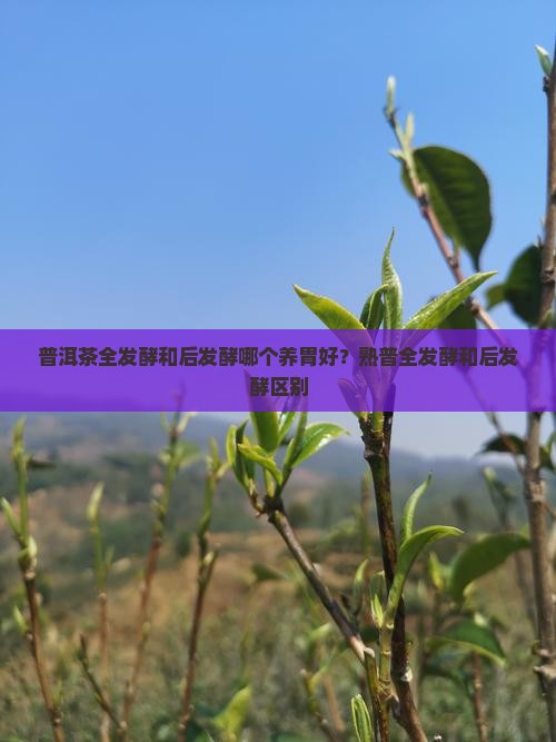 普洱茶全发酵和后发酵哪个养胃好