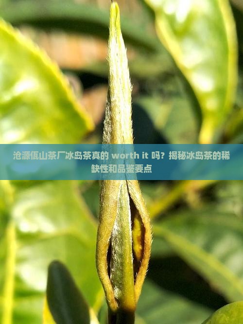 沧源佤山茶厂冰岛茶